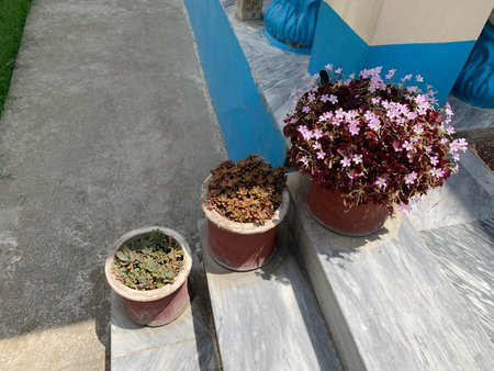 pink flowers and green sukulents in pots on the stairs of the house