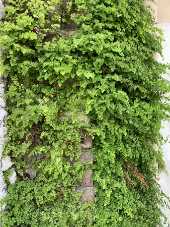 green ivy plant covering the outside wall of the building