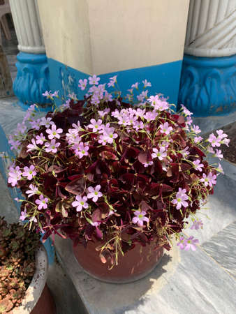 pink flowers in the pot on the marble floorの写真素材