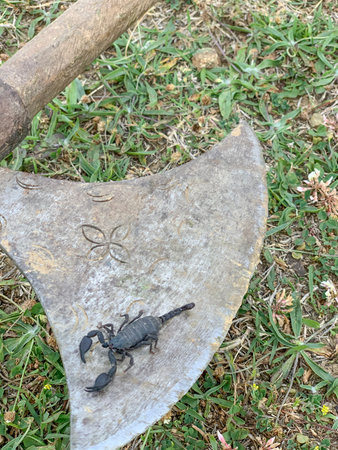black poisonous scorpion on the ground in natiral environment