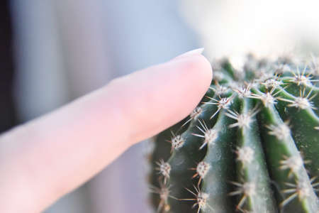 selective focus at the surface of the green cactus with the human finger nearの写真素材