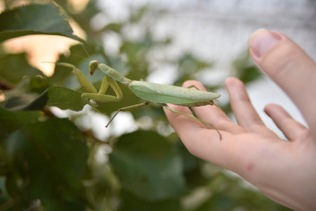 selective focus on praying mantis walks from hand to greeen leafの写真素材