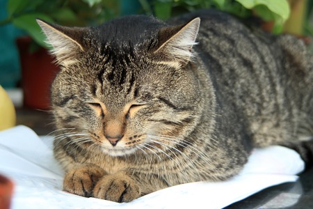 striped cat lying on a white pillow and squinting with pleasureの写真素材
