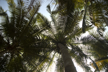 Bottom view of green leaves on coconut tree.の写真素材