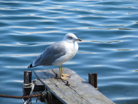 Close up view of white bird seagull sitting by the beach. Wild seagull with natural blue backgroundの写真素材