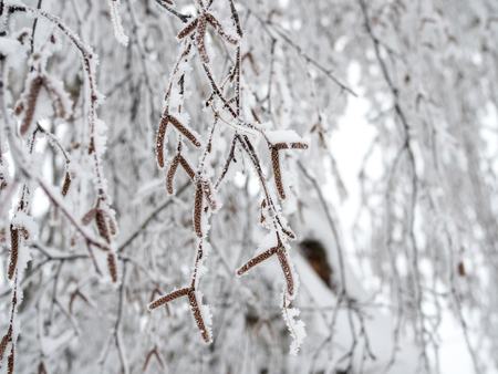 Birch branches bent down under the weight of the snow clung to themの写真素材