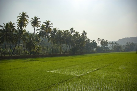 view of a large rice field in the middle of the jungle and palm treesの写真素材