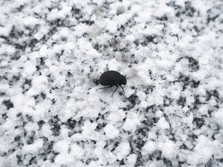 Black beetle crawling on white crystals of salt covering the surface of the dried lake.の写真素材