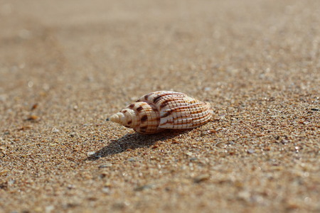 Beautiful shell lying alone on a deserted clean beach.の写真素材
