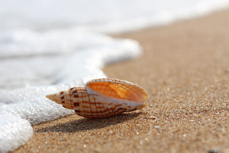The coastal wave touches a beautiful shell lying on a clean sandy coast.
