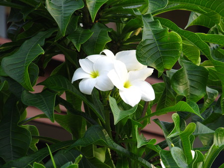 Fabulous fragrant pure white scented blooms with yellow centers of exotic tropical frangipanni species plumeria.の写真素材