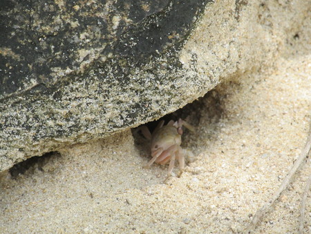 crab crawling out of a hole from under a stone.の写真素材
