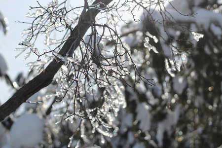 Macro. Transparent ice with bubbles on frozen tree branchesの写真素材