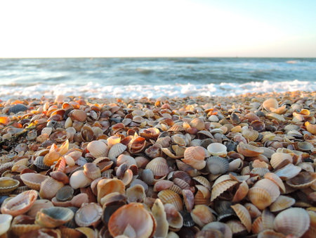 Beautiful seashell beach at sunset by the sea.の写真素材