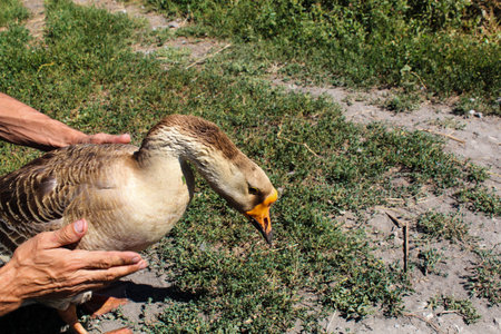 men's old hands trying to catch a big gray goose.の写真素材