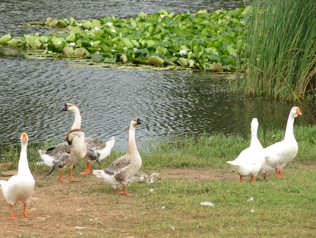 white domestic geese walk near the pond with water lilies.の写真素材