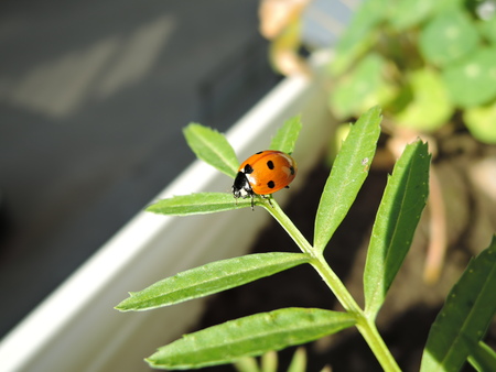 a little ladybug crawling on a green leaf on a Sunny dayの写真素材