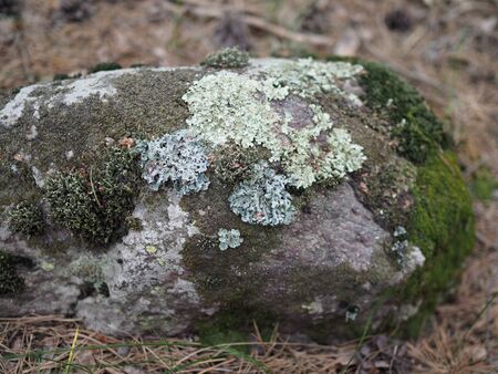 Moss on a rock face. Relief and texture of stone with patterns and moss. Stone natural background. Stone with Moss. Stones boulders covered with mossの写真素材
