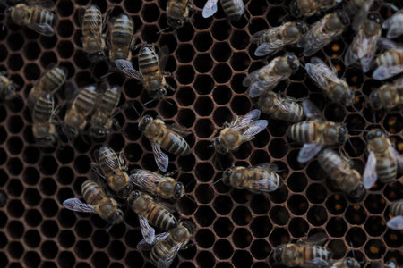 bees in the hive, close-up, variable focus
