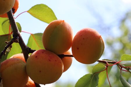 branch of the ripe apricots in the orchard.の写真素材