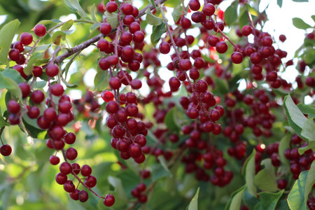 Close up of red bird cherry on the branch.