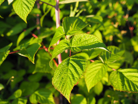 Beautiful green leaves on raspberries in nature.