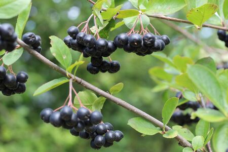chokeberry Bush branch with dark purple fruit with green fresh leaves on the forest bright summer autumn day lit by the rays of the bright sun.の写真素材