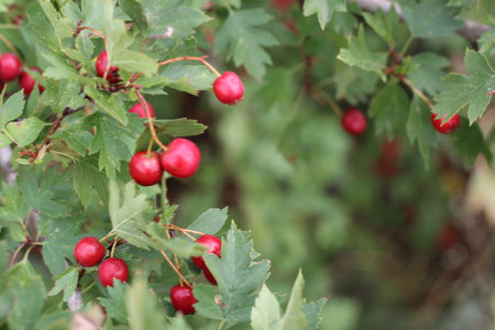 Red fruit of Crataegus monogyna, known as hawthorn or single-seeded hawthorn may, mayblossom,...