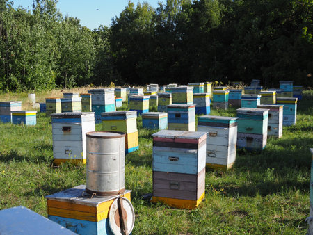 Hives in an apiary with bees flying to the landing boards. Apiculture.