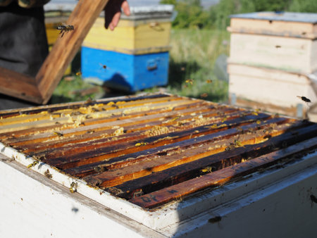 bees fly around their open hive with honeycomb frames and finished honey on a Sunny summer day on...