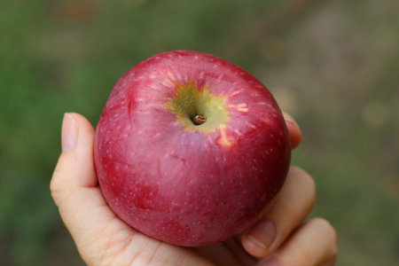 Hand holding and giving big ripe red apple on green blurred grass background outdoors closeup top...
