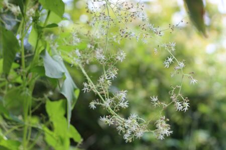 Echinocystis lobata Wild Cucumber Blooming of echinocystis in summerの写真素材