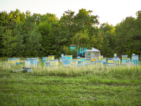 Hives in an apiary with bees flying to the landing boards. Apiculture