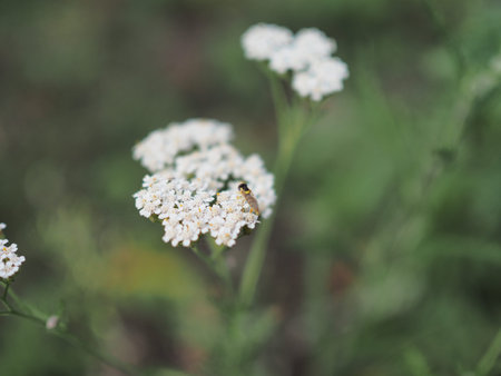 Medicinal wild herb Yarrow Achillea millefolilium . The plant during flowering , close-up.