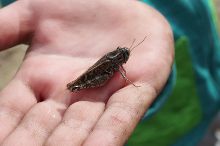 child holds a grasshopper in the palm of his hand