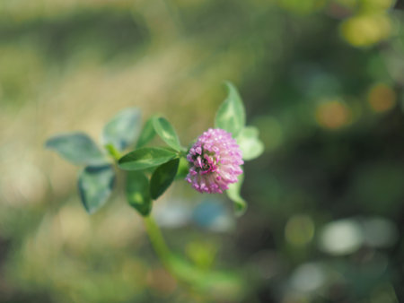 flower of a red clover clover with leaves and a stem close-up.