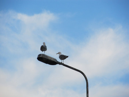 seagulls sitting on top of a lamp post Clear blue sky as a background. Lamp post is filled with bird crapの写真素材