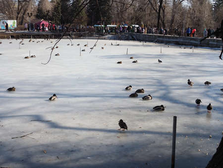 ducks and pigeons on ice in the city Parkのeditorial素材