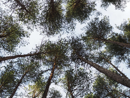 Beautiful pine forest, background. Bottom view. Concept nature, environment