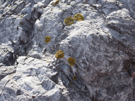 Natural texture and background of fungus and mold on the stones. Moss on rocks