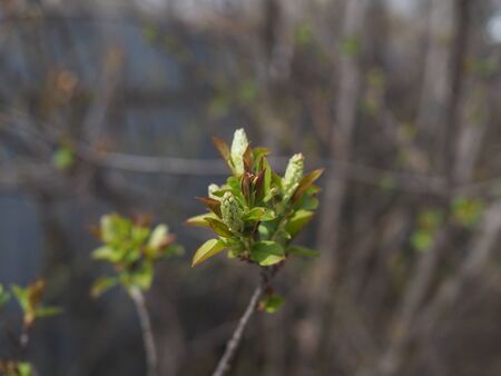Branch with green buds, close -up. Concept: warming, beginning of spring. Backgroundの写真素材