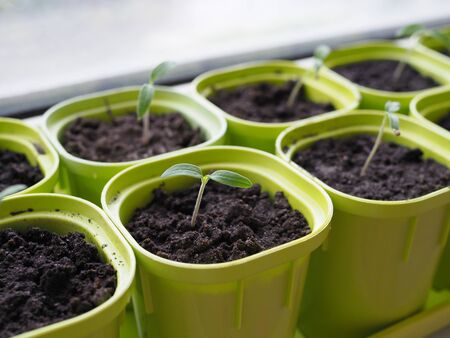Very small sprouts from tomato seeds that sprouted in a pot on a windowsill. Shallow depth of field.の写真素材