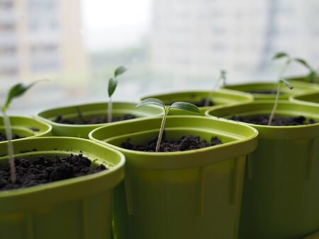 Very small sprouts from tomato seeds that sprouted in a pot on a windowsill. Shallow depth of field.の写真素材