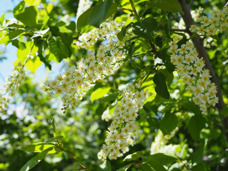 branch of bird cherry in front of blue sky. Copy space.