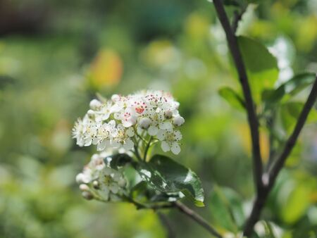 flowers of black-fruited mountain ash with leavesの写真素材