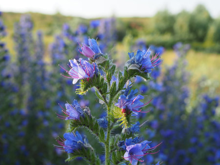 Meadow with blue flowers of the blueweed . Viper's Bugloss, Blueweed, Echium vulgare.