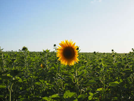 Sunflowers garden. Sunflowers have abundant health benefits. Sunflower oil improves skin health and promote cell regeneration.の写真素材