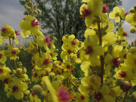 Field with yellow flowers shot with shallow depth of field with the aid of a monocle.の写真素材