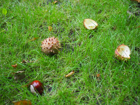 Conkers fallen from a tree in autumn. Conker in shell is in focus in the foreground.の写真素材