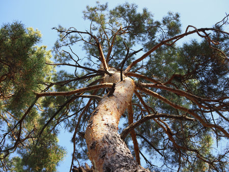 Natural structure of the bark of a pine tree